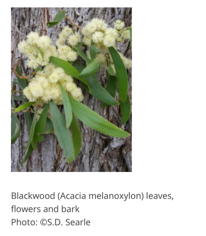 Wattle Day Mini Collage Workshop