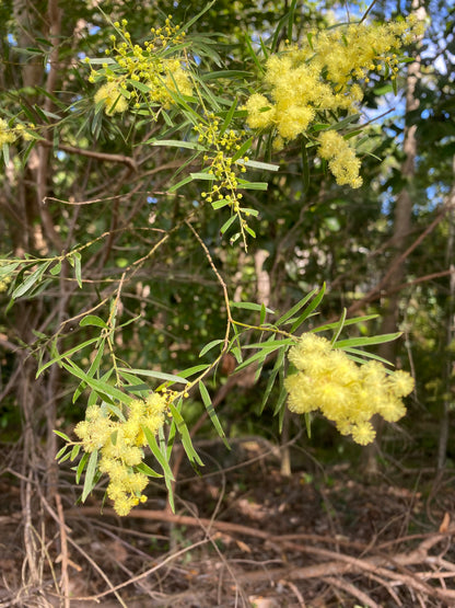 Wattle Day Mini Collage Workshop